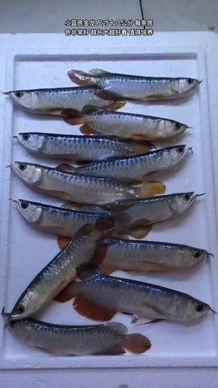 藍金龍魚市場價格如何（藍金龍魚價格揭秘金龍魚多少錢一個金龍魚多少錢一個） 藍金龍魚市場價格如何（藍金龍魚價格揭秘金龍魚多少錢一個金龍魚多少錢一個） 龍魚百科 第8張