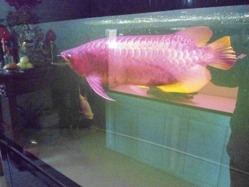白金迷你鸚鵡魚尾部和魚鰭部分發紅是生病么（迷你鸚鵡魚尾部和魚鰭部分發紅是生病么）