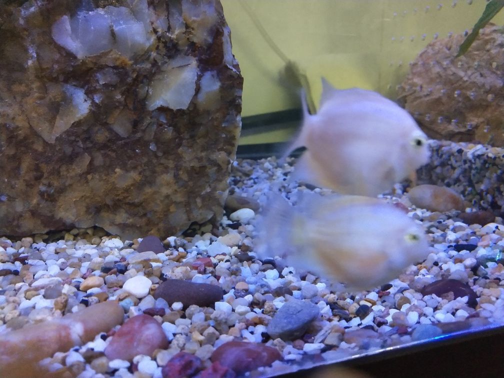 白金迷你鸚鵡魚尾部和魚鰭部分發紅是生病么（迷你鸚鵡魚尾部和魚鰭部分發紅是生病么）