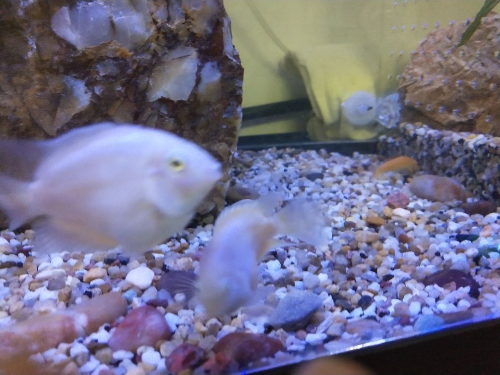 白金迷你鸚鵡魚尾部和魚鰭部分發紅是生病么（迷你鸚鵡魚尾部和魚鰭部分發紅是生病么）