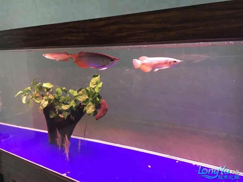 三龍混養第二天（三龍混養第二天養殖效果令人滿意）