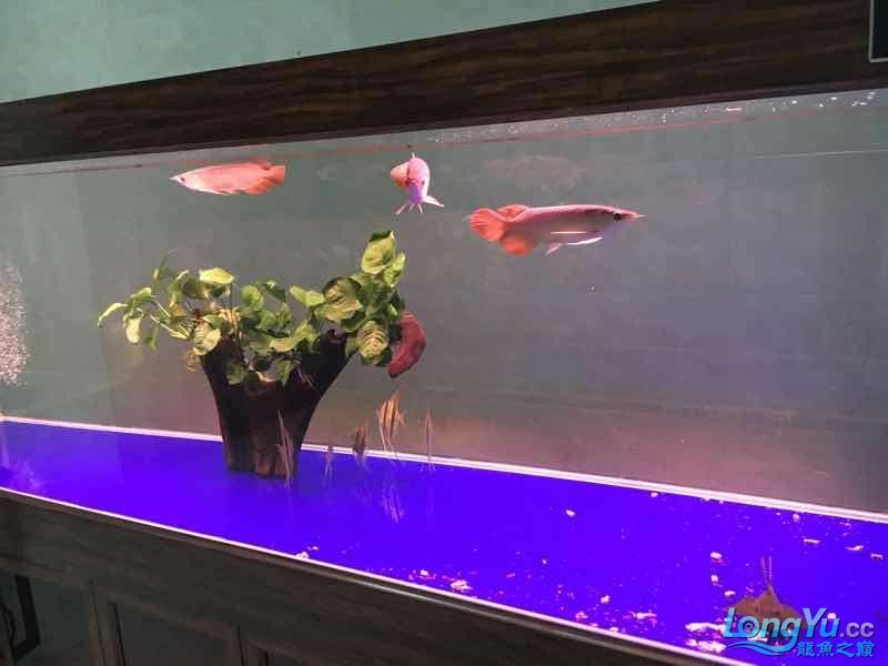 三龍混養第二天（三龍混養第二天養殖效果令人滿意）