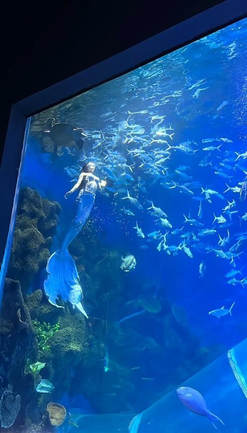 邳州哪個水族館龍魚好？祥龍魚場龍魚（邳州哪家水族館的龍魚品種最全？）