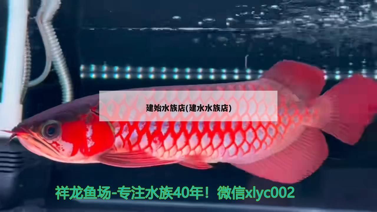 建始水族店(建水水族店)
