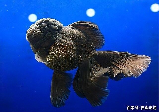 哪些藥物可以有效治療雷龍魚黑斑（治療雷龍魚黑斑病的常用藥物）