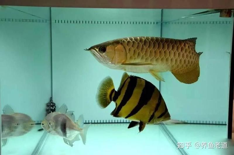 古典藍底金龍與哪些配魚搭配最佳（探討古典藍底金龍與哪些配魚搭配最佳的問題時）