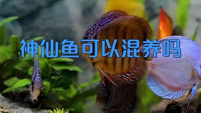 哪些魚適合與神仙魚混養？（七彩神仙魚可以和哪些魚混養哪些魚混養成功的關鍵條件）