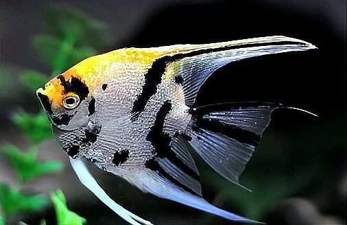 哪些魚適合與神仙魚混養？（七彩神仙魚可以和哪些魚混養哪些魚混養成功的關鍵條件）