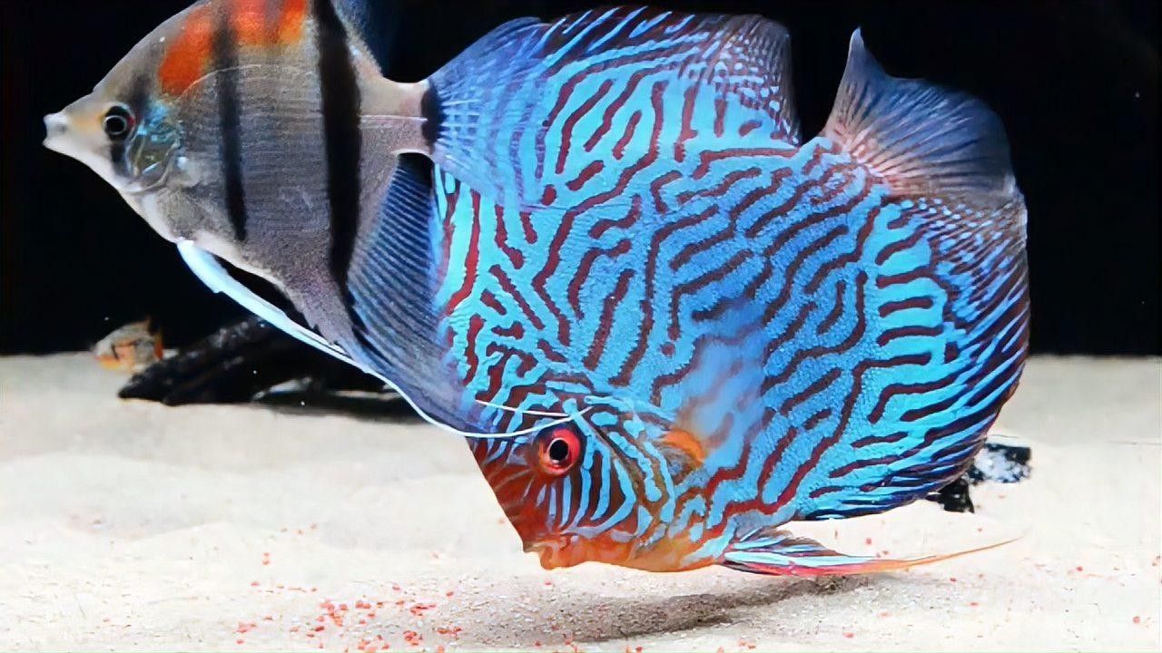 哪些魚適合與神仙魚混養？（七彩神仙魚可以和哪些魚混養哪些魚混養成功的關鍵條件）