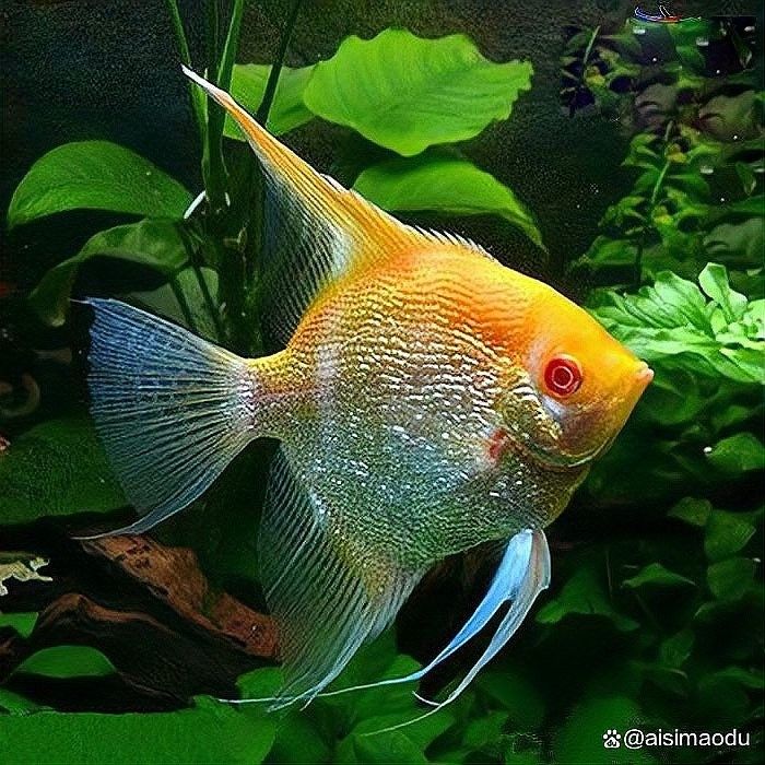 哪些魚適合與神仙魚混養？（七彩神仙魚可以和哪些魚混養哪些魚混養成功的關鍵條件）