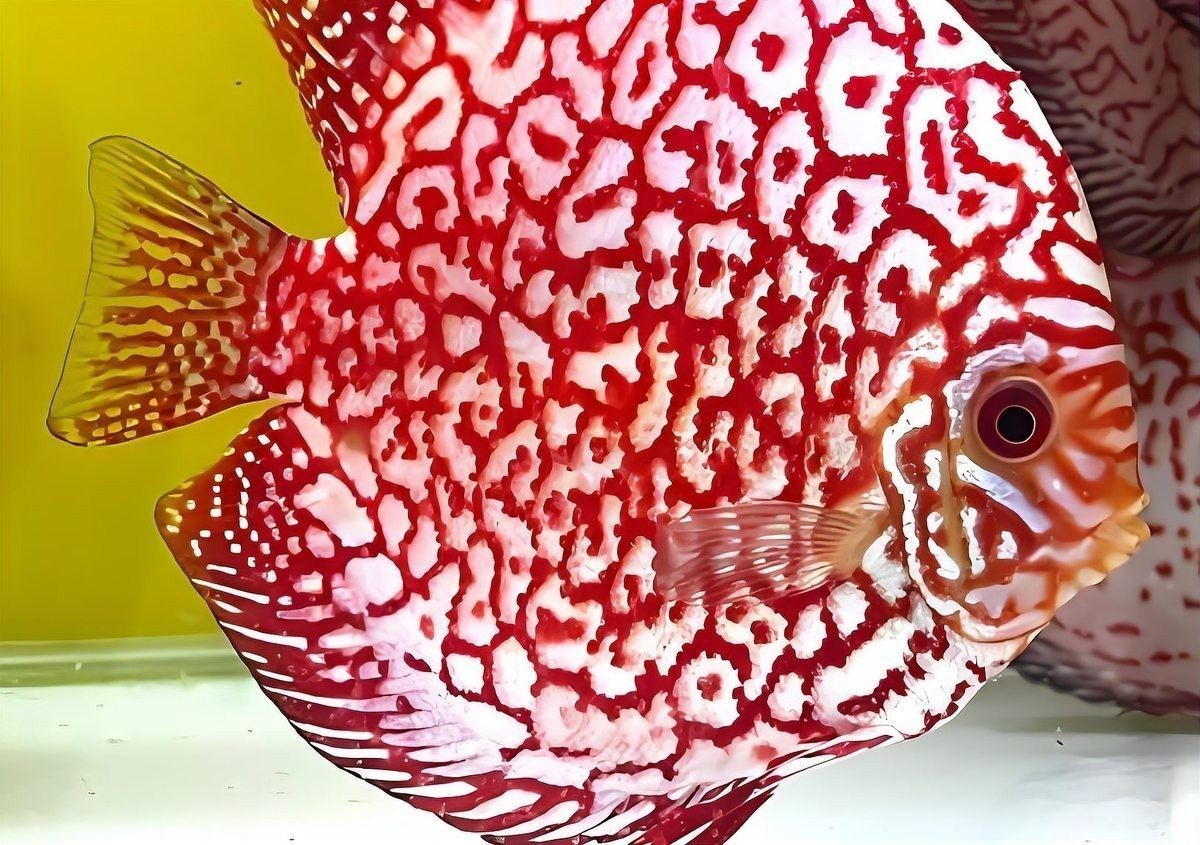 哪些魚適合與神仙魚混養？（七彩神仙魚可以和哪些魚混養哪些魚混養成功的關鍵條件）