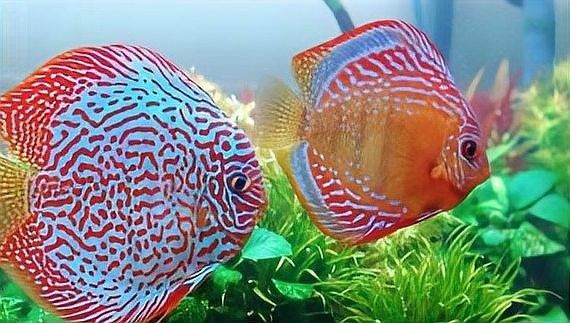 哪些魚適合與神仙魚混養？（七彩神仙魚可以和哪些魚混養哪些魚混養成功的關鍵條件）
