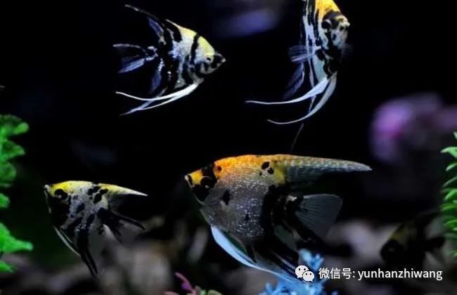 哪些魚適合與神仙魚混養？（七彩神仙魚可以和哪些魚混養哪些魚混養成功的關鍵條件）