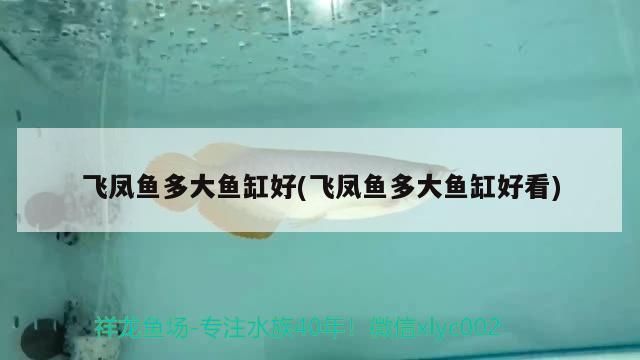 飛鳳魚多大魚缸好(飛鳳魚多大魚缸好看)