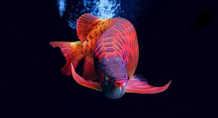紅龍魚什么品種最好及排名（紅龍魚品種排名前十名，）
