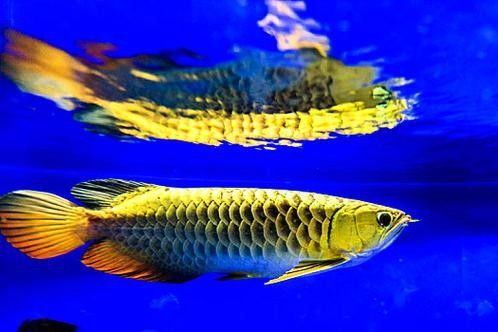 藍色金龍魚適合新手嗎