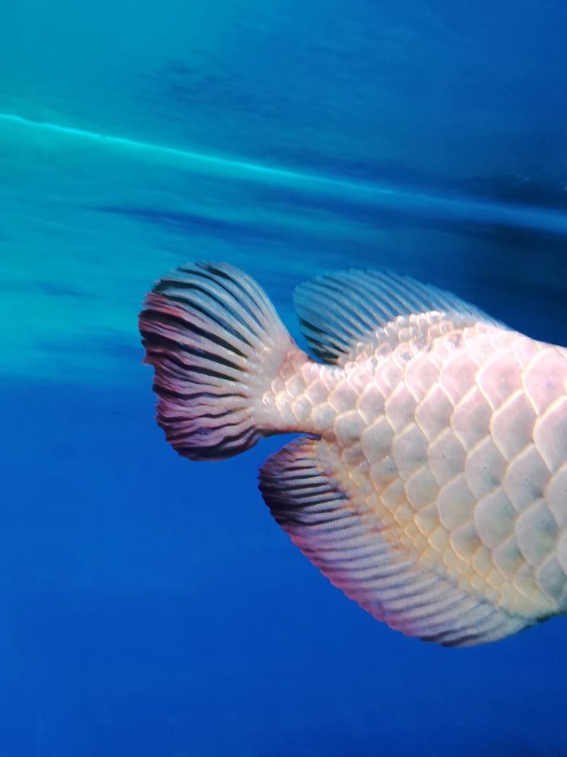 藍色金龍魚適合新手嗎