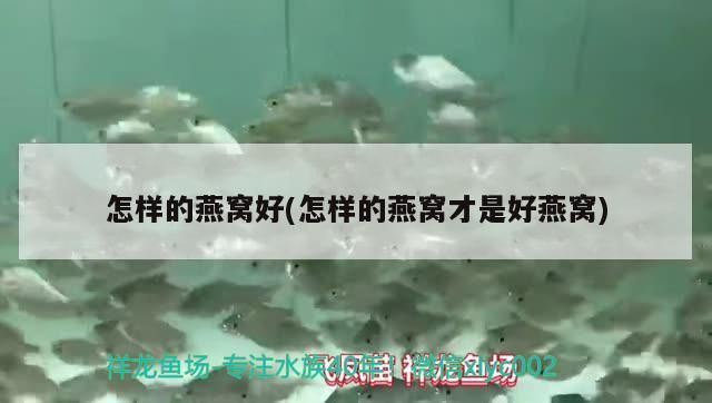 七彩銀龍魚圖片大全大圖（七彩銀龍值錢嗎）