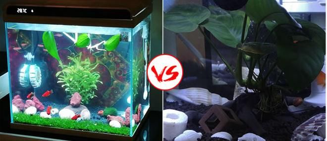 養金龍魚用什么燈光