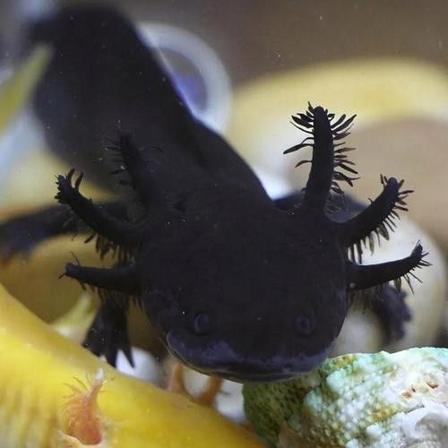 給我一張六角恐龍魚的清晰圖片（六角恐龍魚的圖片）