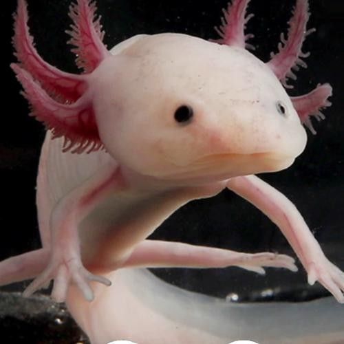 給我一張六角恐龍魚的清晰圖片（六角恐龍魚的圖片）