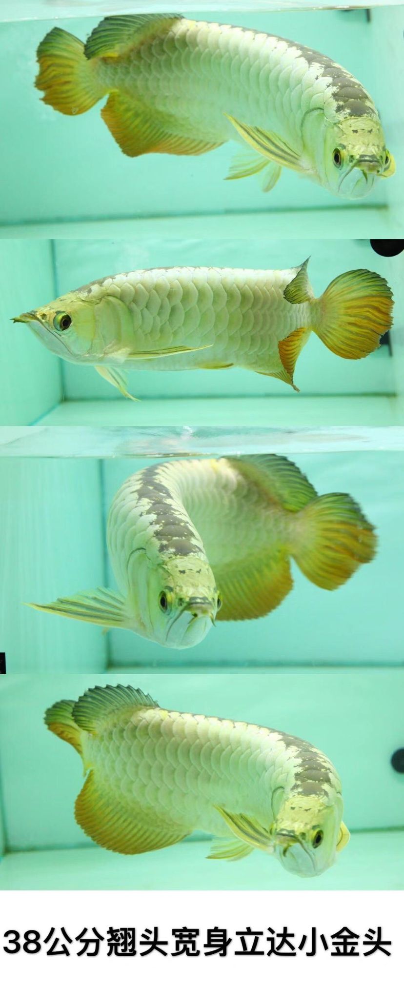 龍魚的血統證書有哪些？，魚的血統證書是什么？