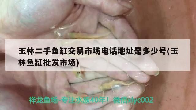 玉林二手魚缸交易市場電話地址是多少號(玉林魚缸批發(fā)市場)