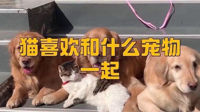 哪些動物適合混養？