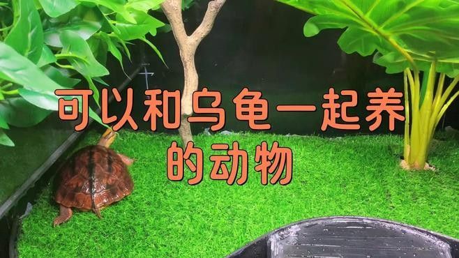 哪些動物適合混養？