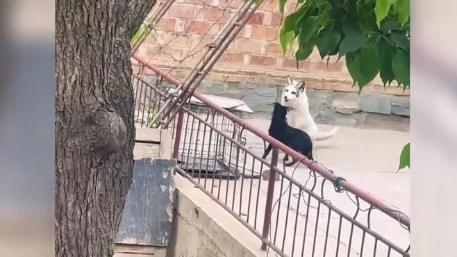 哪些動物適合混養？