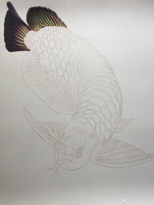 給我一張金龍魚素描圖片參考