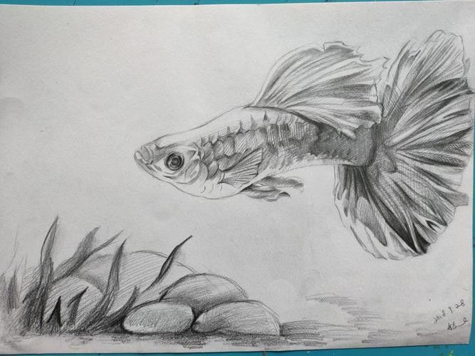 給我一張金龍魚素描圖片參考