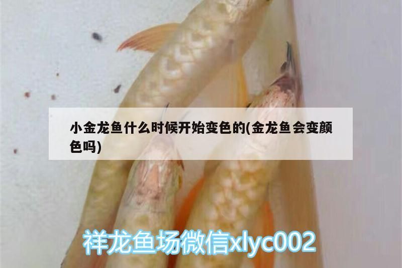 小金龍魚什么時候開始變色的(金龍魚會變顏色嗎)