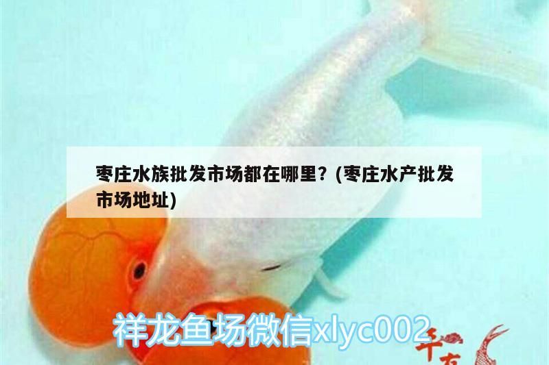棗莊水族批發市場都在哪里？(棗莊水產批發市場地址)
