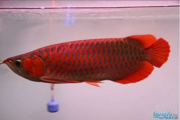 紅龍魚吃什么長得快（紅龍魚吃什么最好）