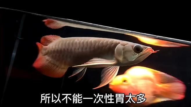如何調整水質以適應紅龍魚