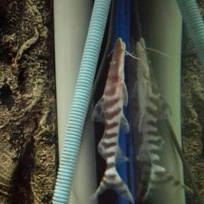 東北龍魚是什么魚圖片，東北龍魚是什么魚，如何辨別一只東北龍魚是否健康 東北龍魚是什么魚圖片，東北龍魚是什么魚，如何辨別一只東北龍魚是否健康 觀賞魚百科