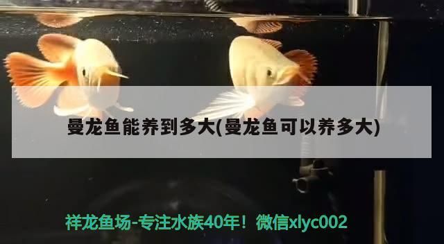 曼龍魚能養到多大(曼龍魚可以養多大)