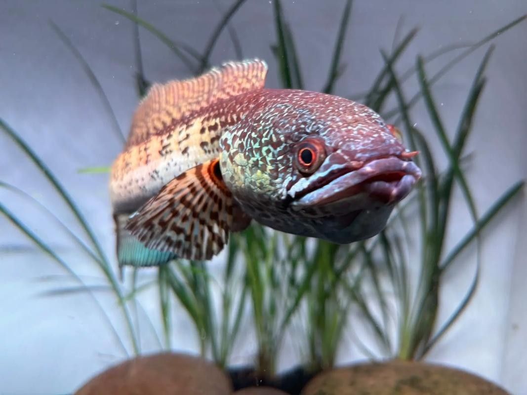 巴卡雷龍魚需要多大的魚缸