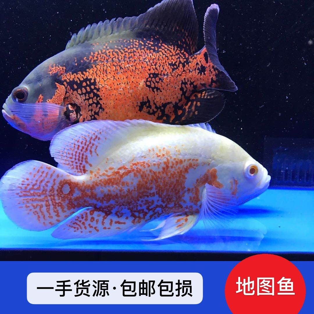 觀賞魚中大型魚（中大型觀賞魚）