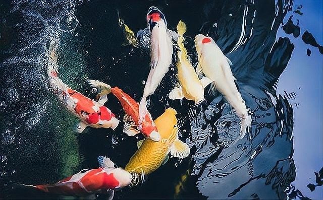 龍睛金魚爛尾后如何處理？