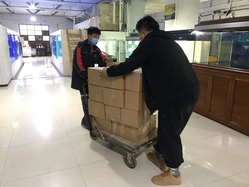 駐馬店觀賞魚市場發往全國各地的銘龍專用魚糧（銘龍專用魚糧基本售空）