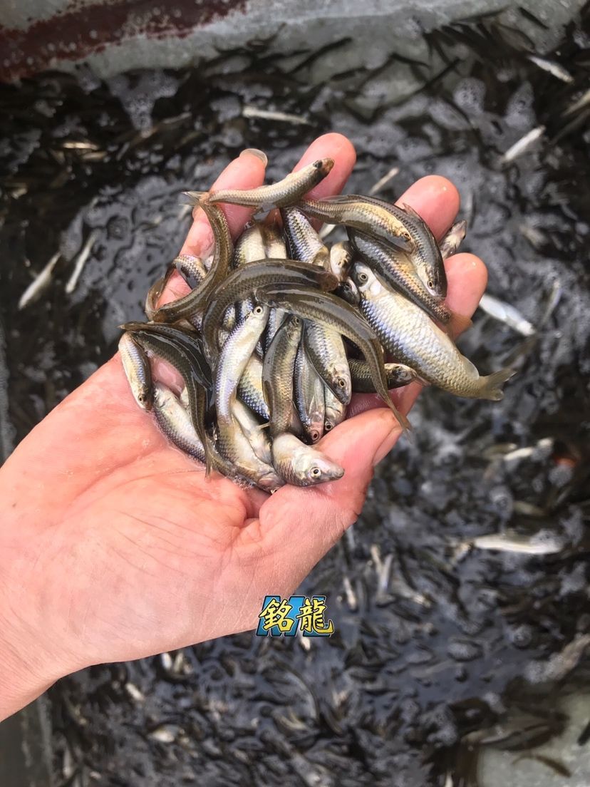 哪種藥對龍魚最有效，龍魚常見病用藥速查表