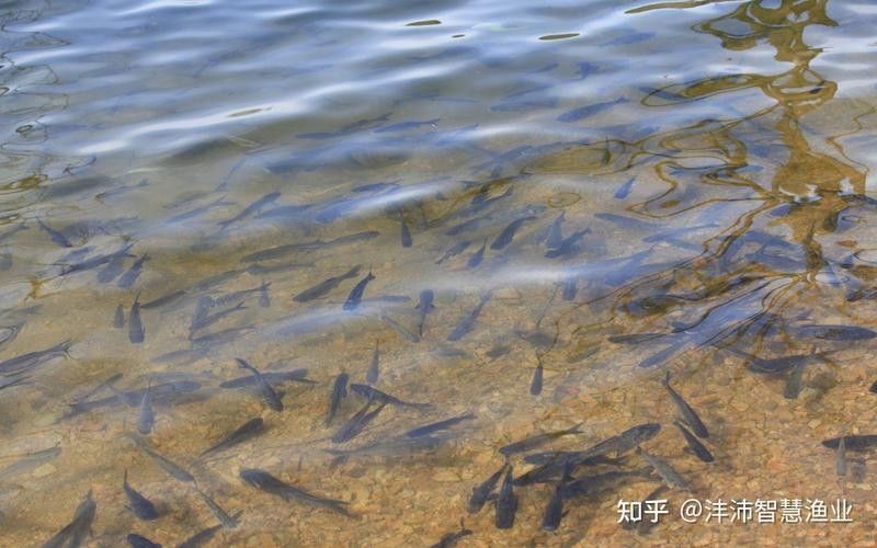 如何選擇可靠的魚苗運輸代理？（如何挑選可靠的魚苗運輸代理？）