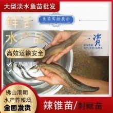 如何選擇可靠的魚苗運輸代理？（如何挑選可靠的魚苗運輸代理？）