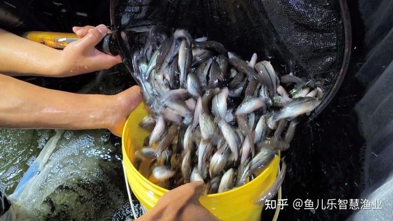 如何選擇可靠的魚苗運輸代理？（如何挑選可靠的魚苗運輸代理？）