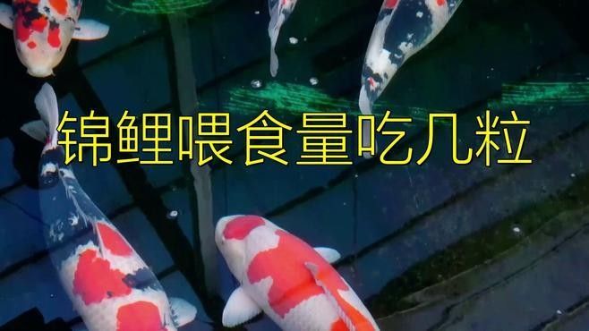 如何判斷龍魚和錦鯉是否吃飽（怎樣判斷龍魚和錦鯉是否吃飽？）