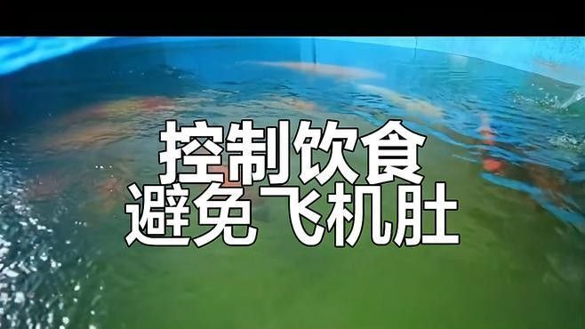如何判斷龍魚和錦鯉是否吃飽（怎樣判斷龍魚和錦鯉是否吃飽？）