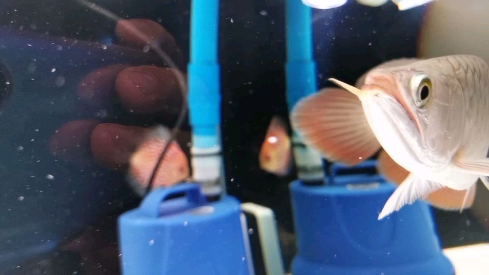 六安水族批發市場在哪里啊最近 六安最大的水產批發市場