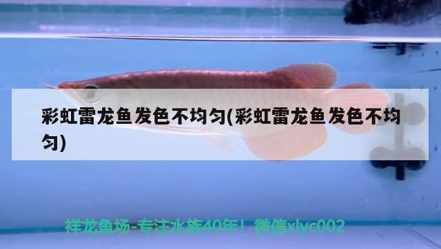 彩虹雷龍魚發(fā)色不均勻(彩虹雷龍魚發(fā)色不均勻)